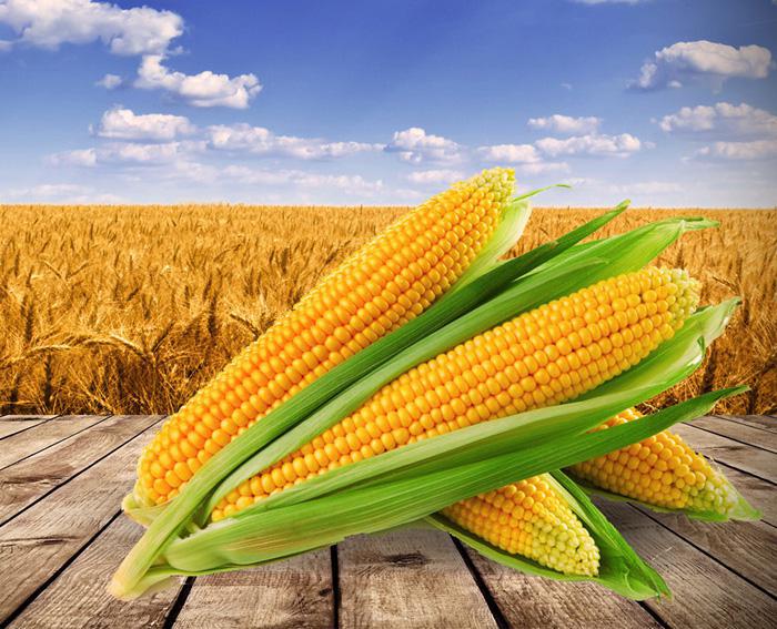 corn1